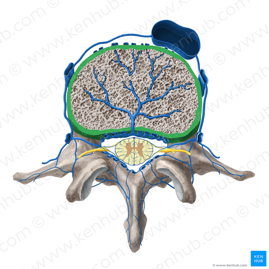 Marginal ridge of vertebral body (#3115)