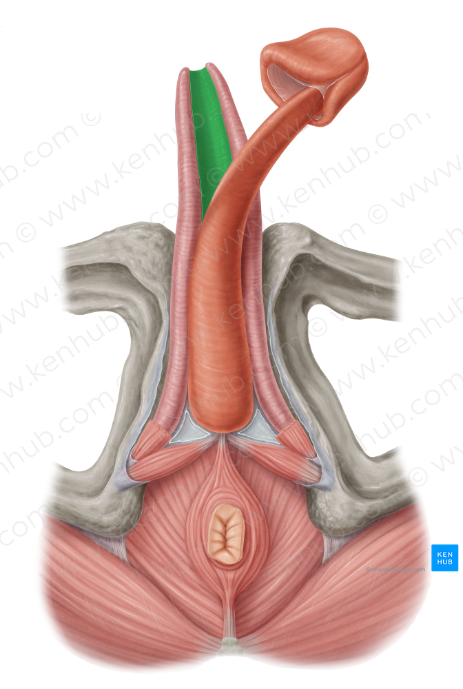 Intercavernous septum of deep fascia of penis (#7723)