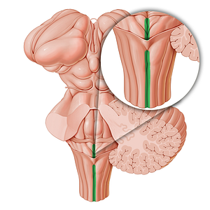 Posterior median sulcus (#9282)