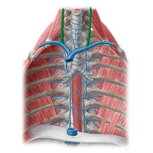 Internal jugular vein (#20481)