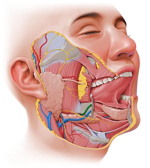 Facial artery (#1240)