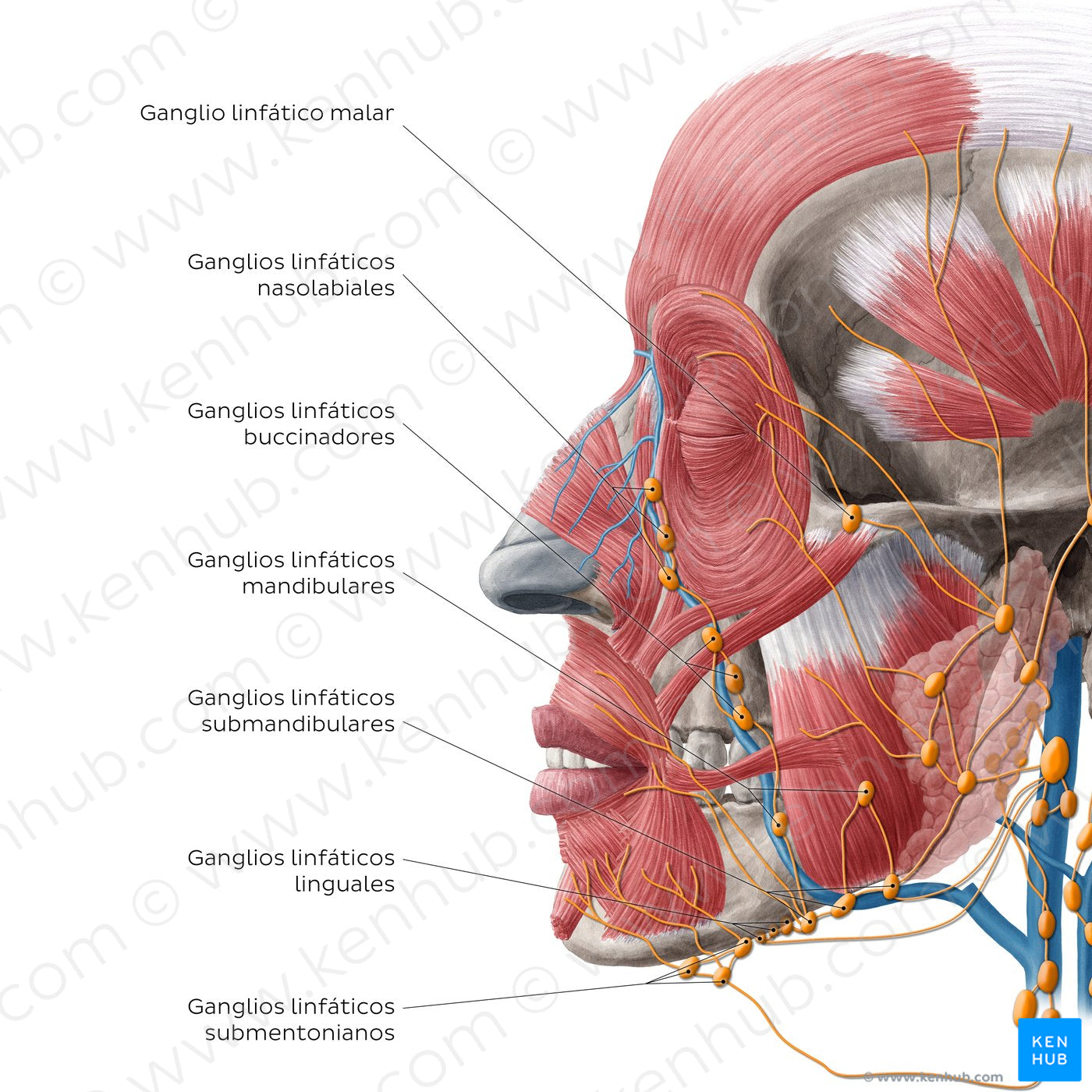 Lymphatics of the head (Lateral) (Spanish)