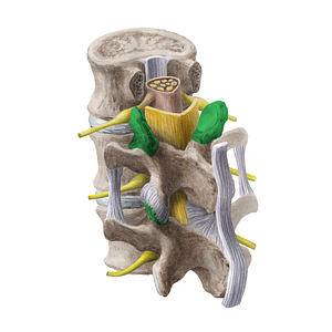 Superior articular process of vertebra (#20200)