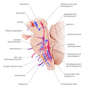 Cranial nerve nuclei - sagittal view (afferent) (German)