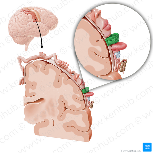 Sensory cortex of teeth (#11061)