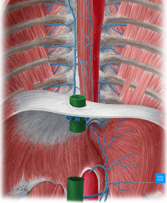 Inferior vena cava (#10053)