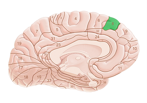 Brodmann area 8 (#18016)