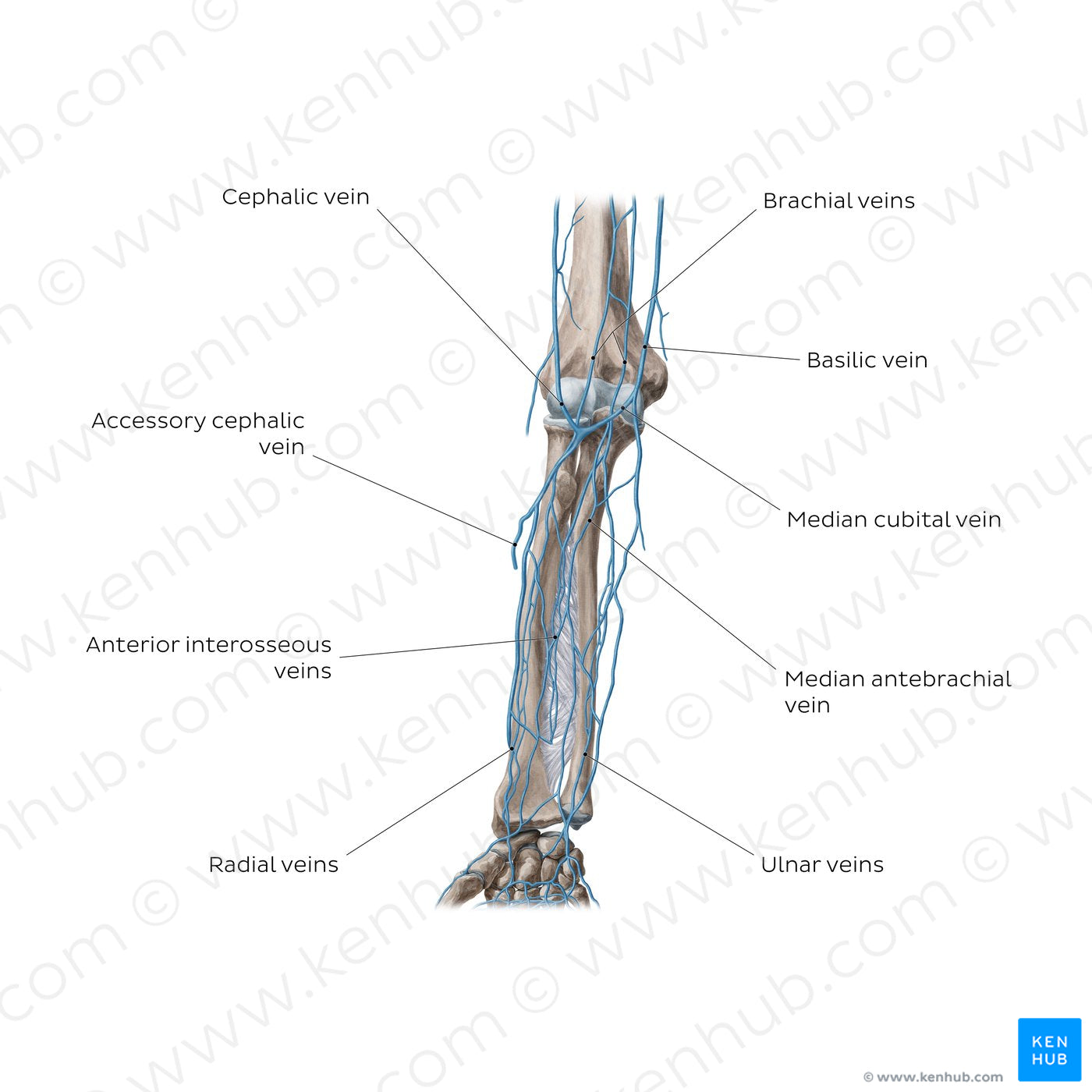 Veins of the forearm: Anterior view (English)
