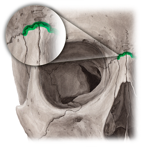 Frontonasal suture (#21455)