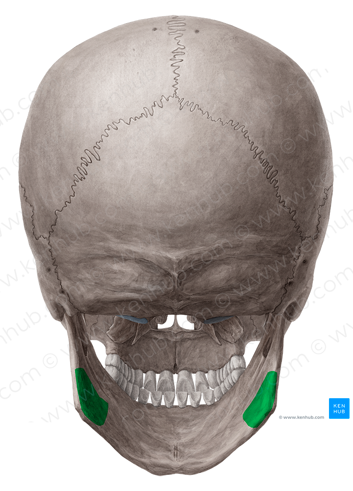 Pterygoid tuberosity of mandible (#9785)