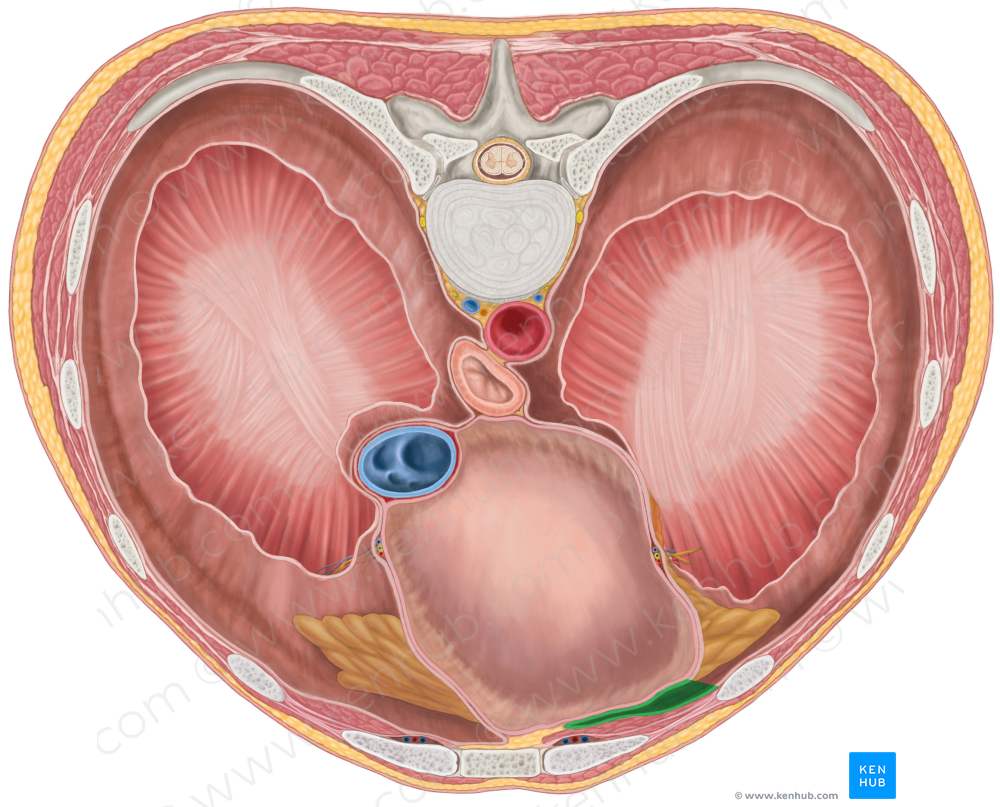 Left costomediastinal recess (#8839)