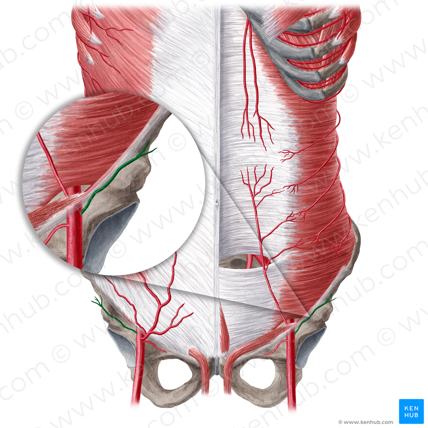 Superficial circumflex iliac artery (#21563)