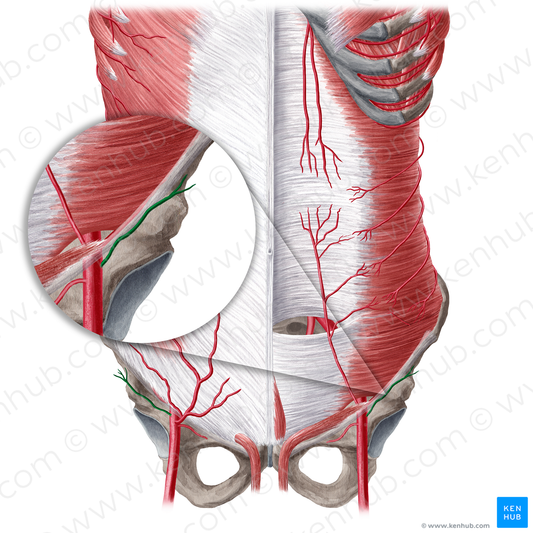 Superficial circumflex iliac artery (#21563)