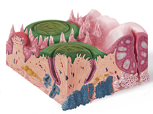 Vallate papillae (#7636)