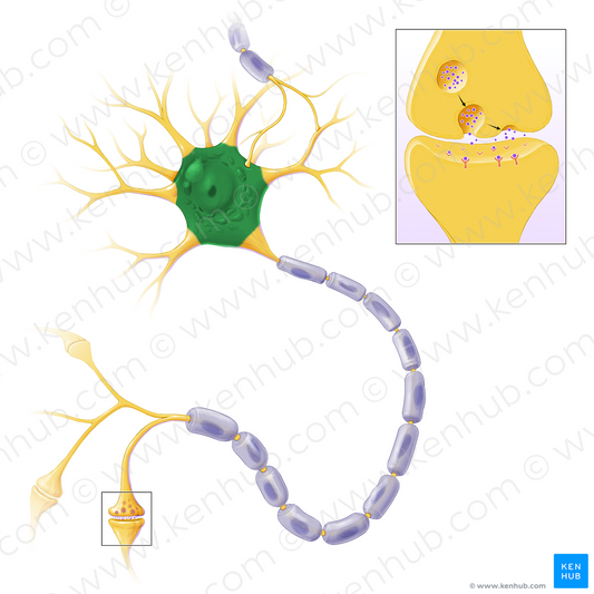 Nerve cell body (#14462)