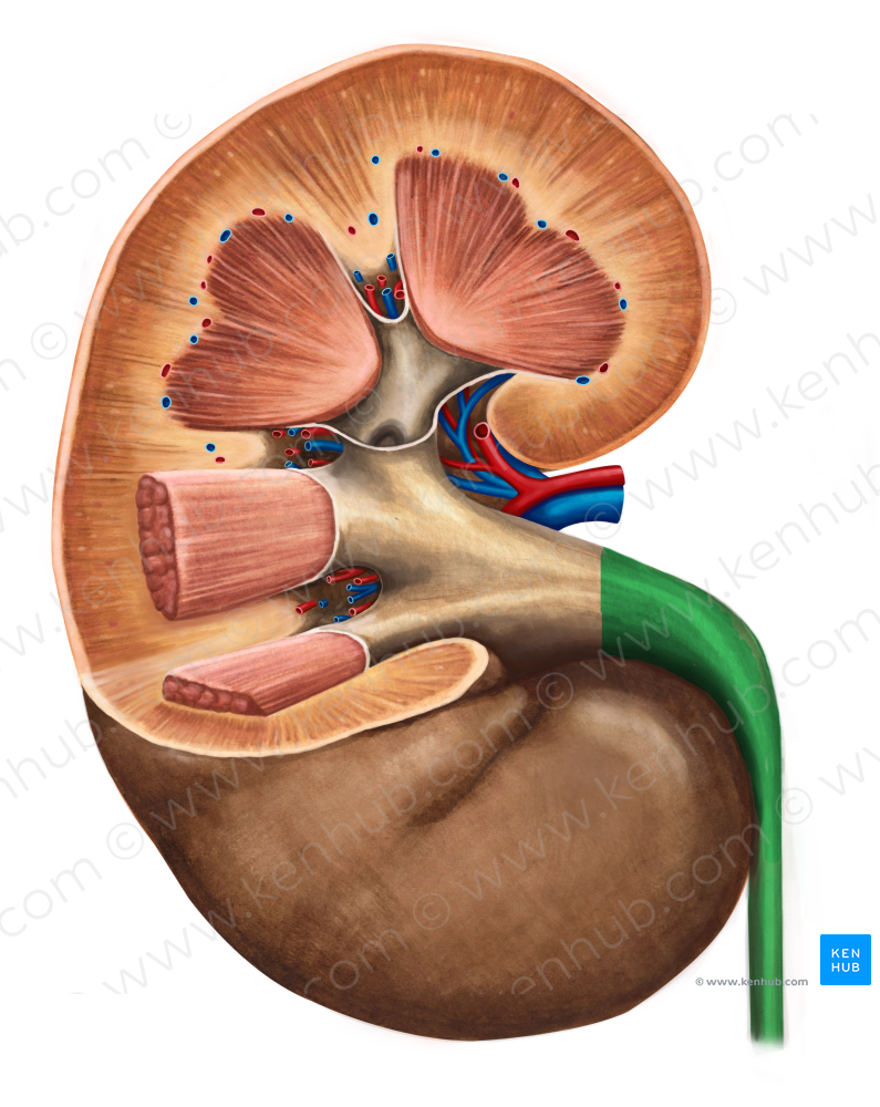 Ureter (#9853)