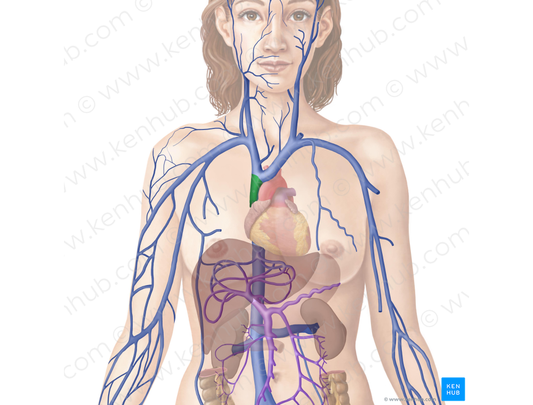 Superior vena cava (#10082)