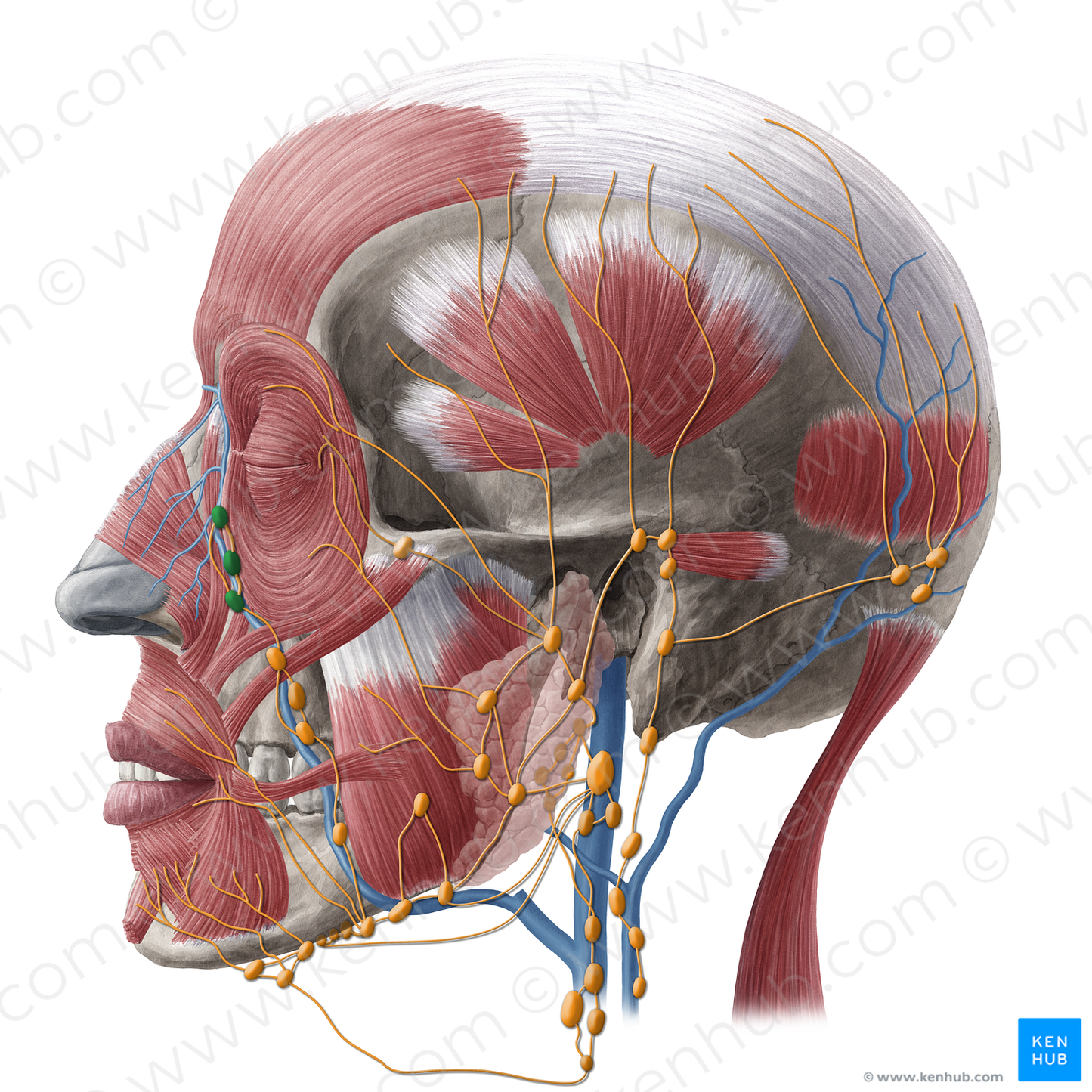 Nasolabial lymph nodes (#20230)