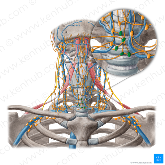 Pretracheal lymph nodes (#6940)