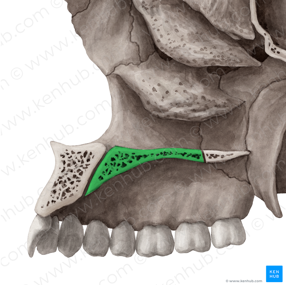 Palatine process of maxilla (#8232)