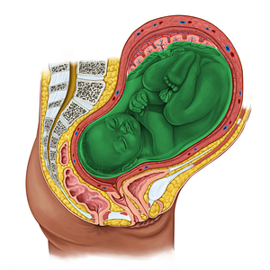 Amniotic sac (#20614)