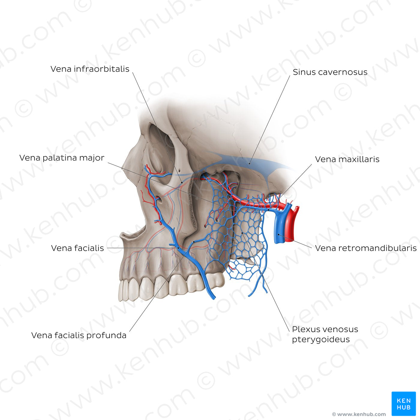 Veins of pterygopalatine fossa (Latin)