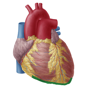 Inferior border of heart (#19750)