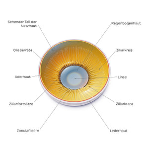 Lens and corpus ciliare: Posterior view (German)