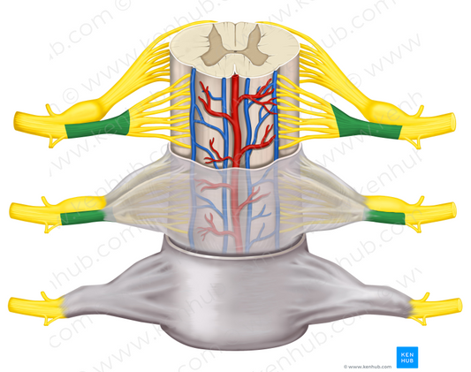 Anterior root of spinal nerve (#8435)