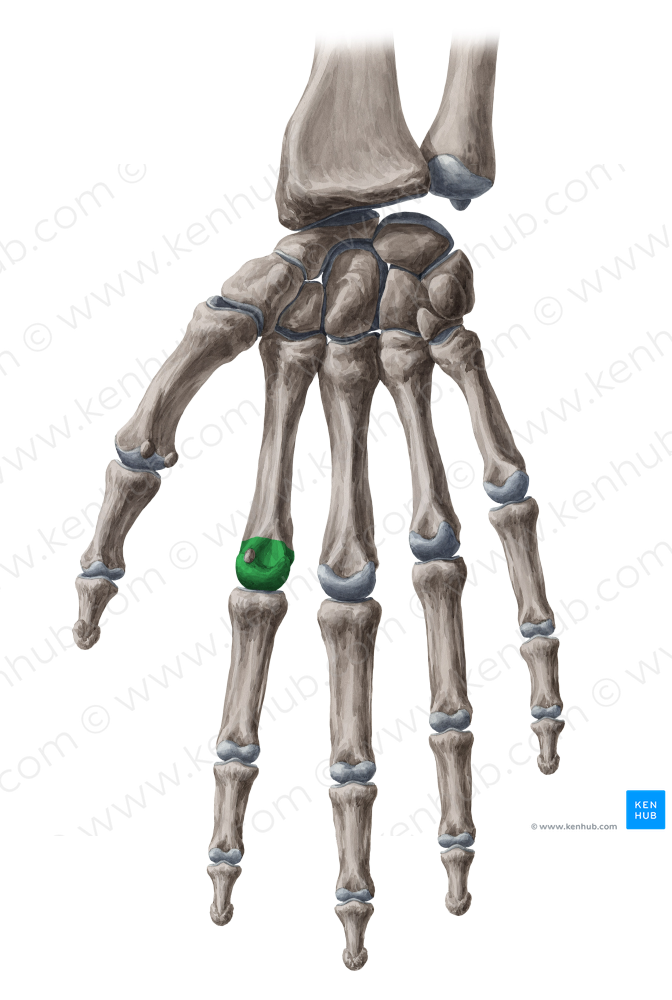Head of 2nd metacarpal bone (#2427)