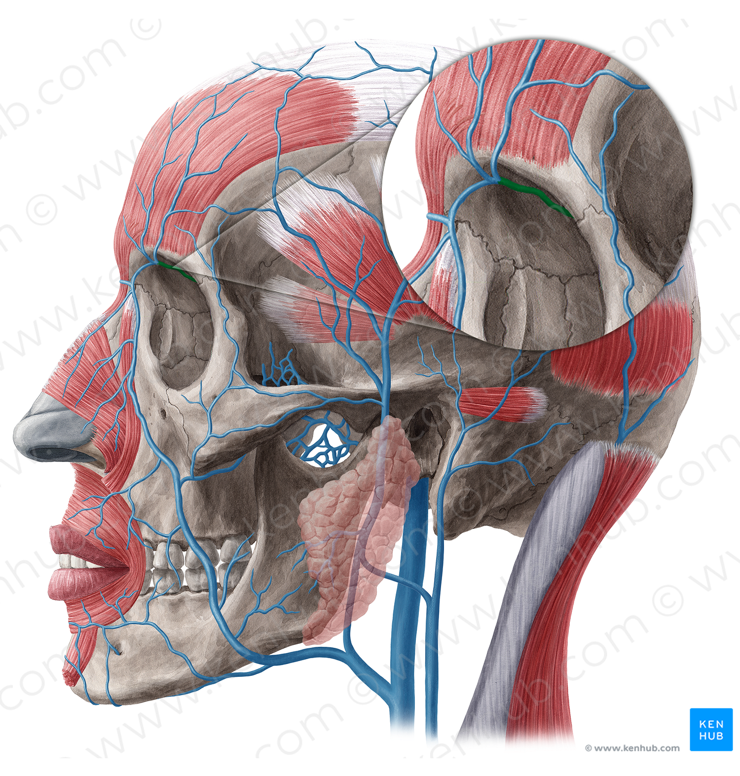 Nasofrontal vein (#20500)