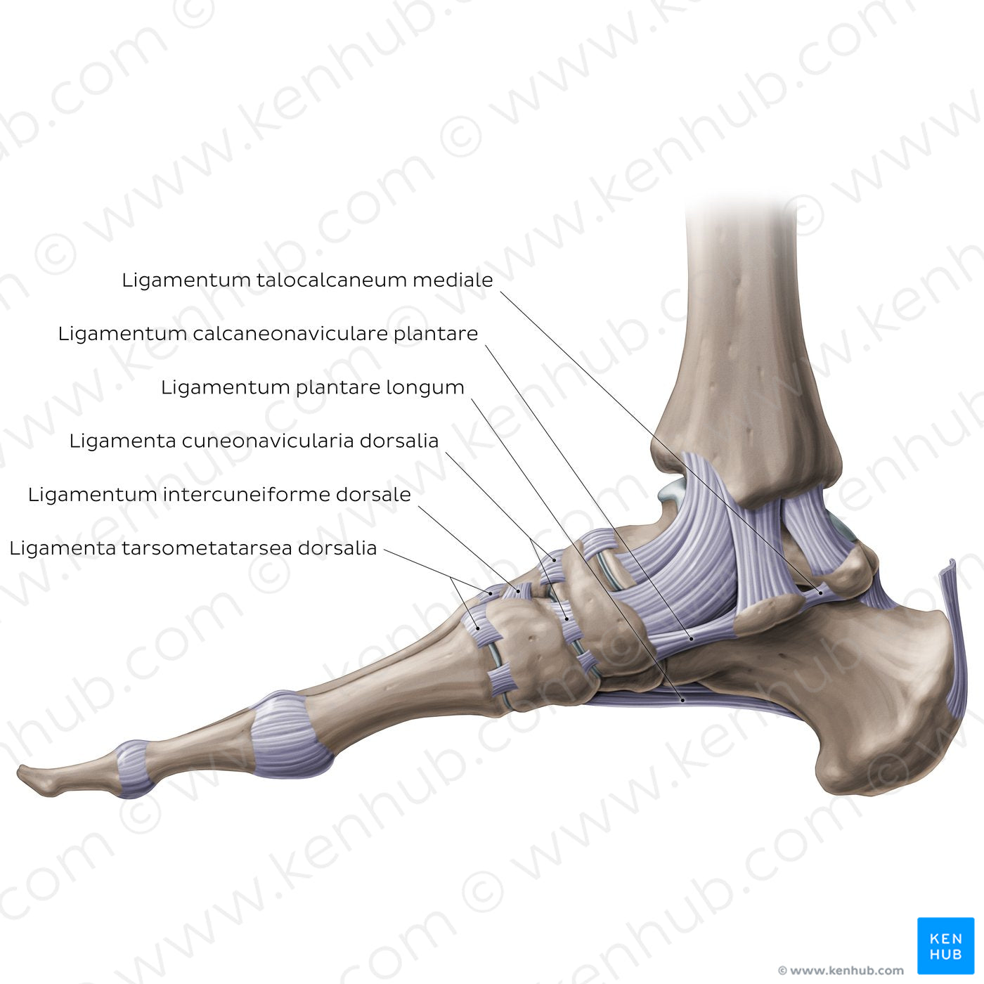Ligaments of the foot (medial view) (Latin)