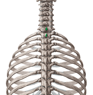 Spinous processes of vertebrae C7-T1 (#8255)