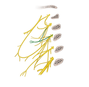 Transverse cervical nerve (#6820)