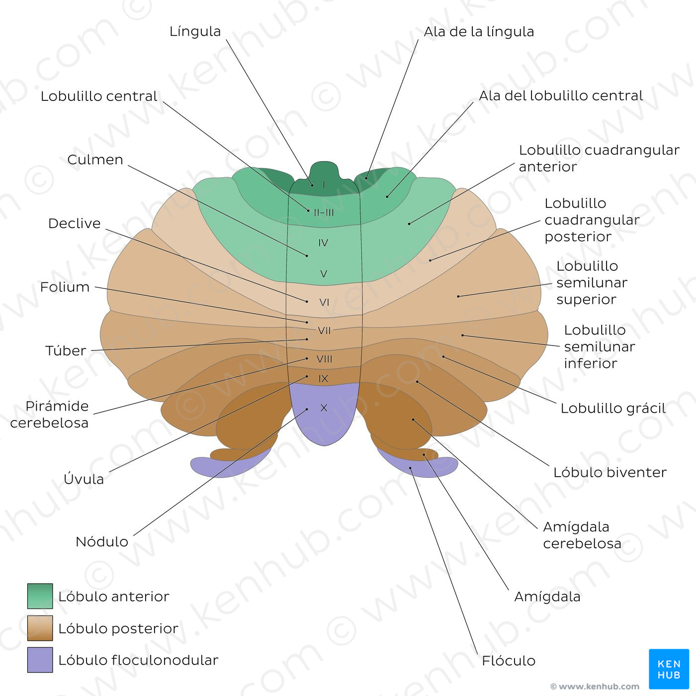 Cerebellum - lobules (schematic) (Spanish)