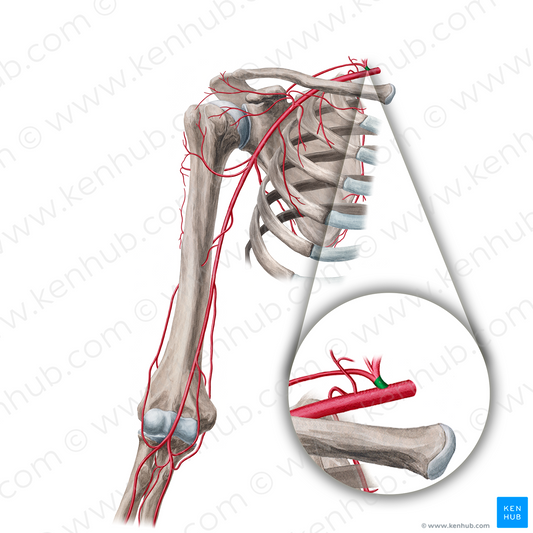 Thyrocervical trunk (#18863)