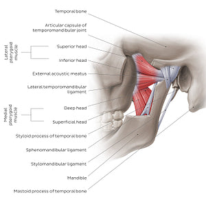 Temporomandibular joint: overview (English)