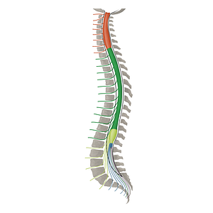 Spinal nerves T1-T12 (#16490)
