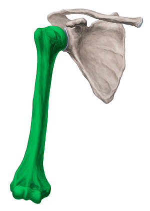 Humerus (#4250)