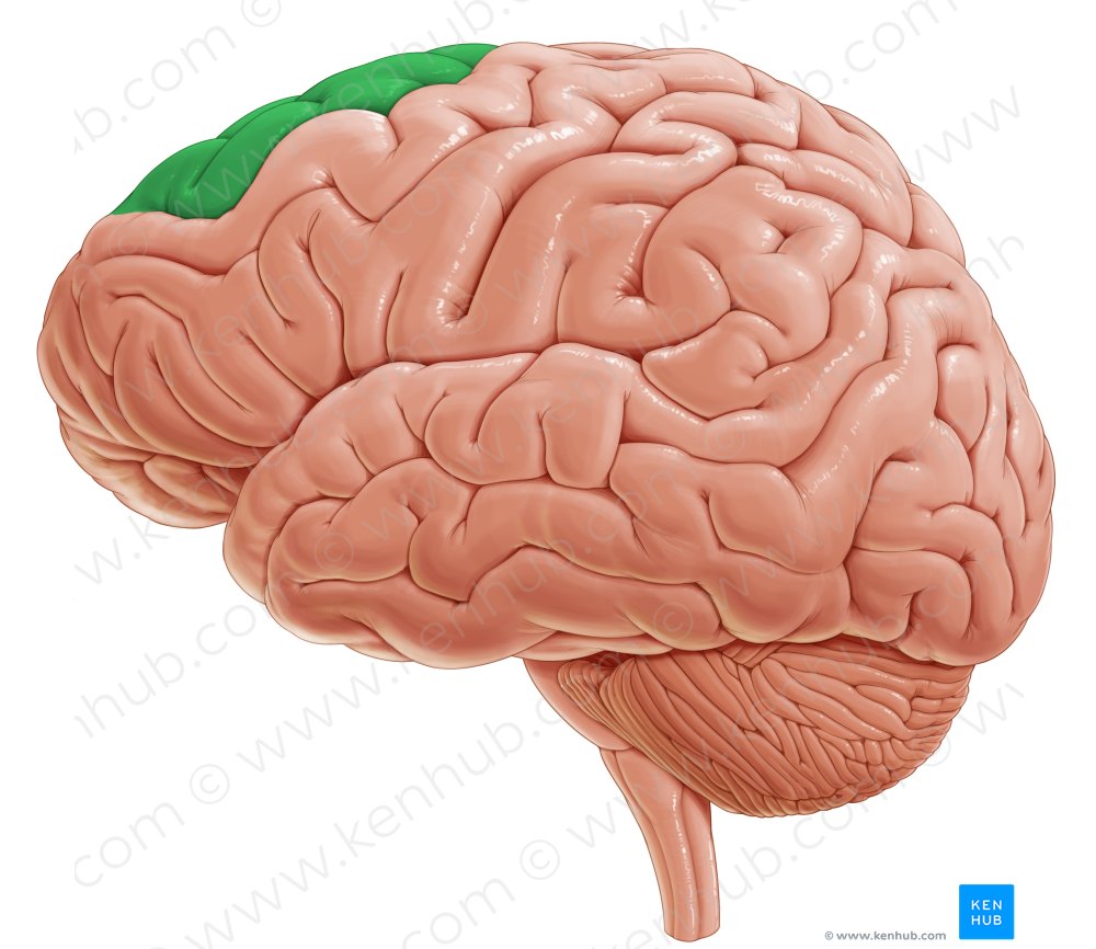 Superior frontal gyrus (#4179)
