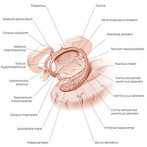 Hippocampus and fornix (Latin)