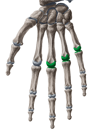 3rd-5th metacarpophalangeal joints (#2064)