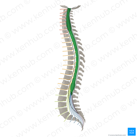 Spinal cord (#16717)