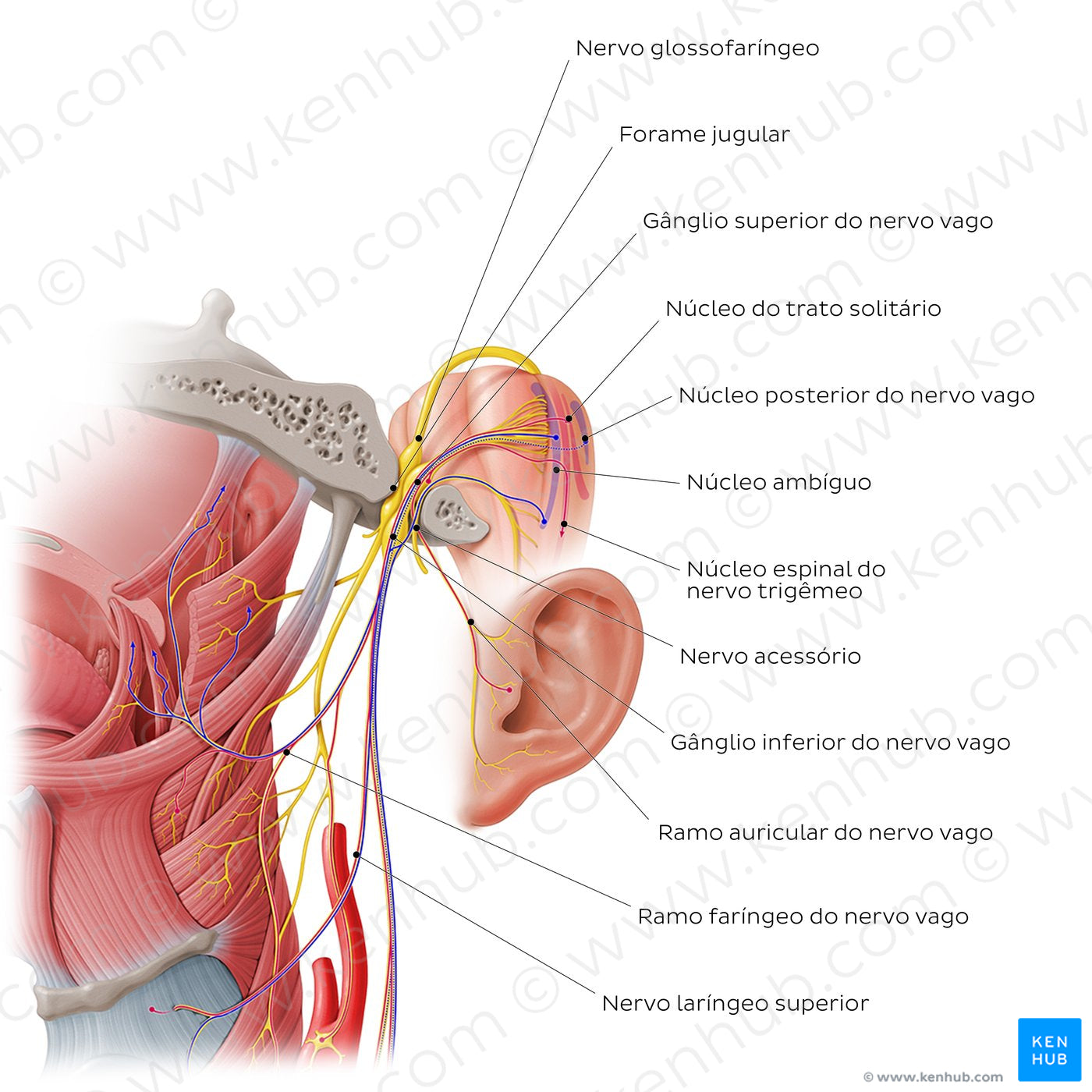 Vagus nerve: intracranial and upper cervical parts (Portuguese)