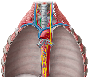 Right recurrent laryngeal nerve (#6512)