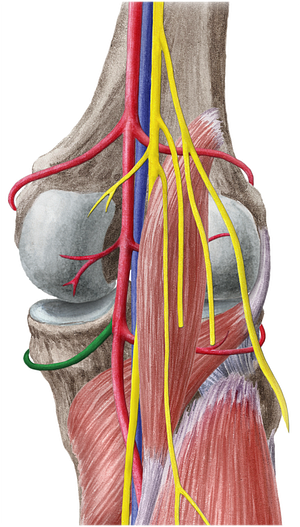 Inferior medial genicular artery (#1443)