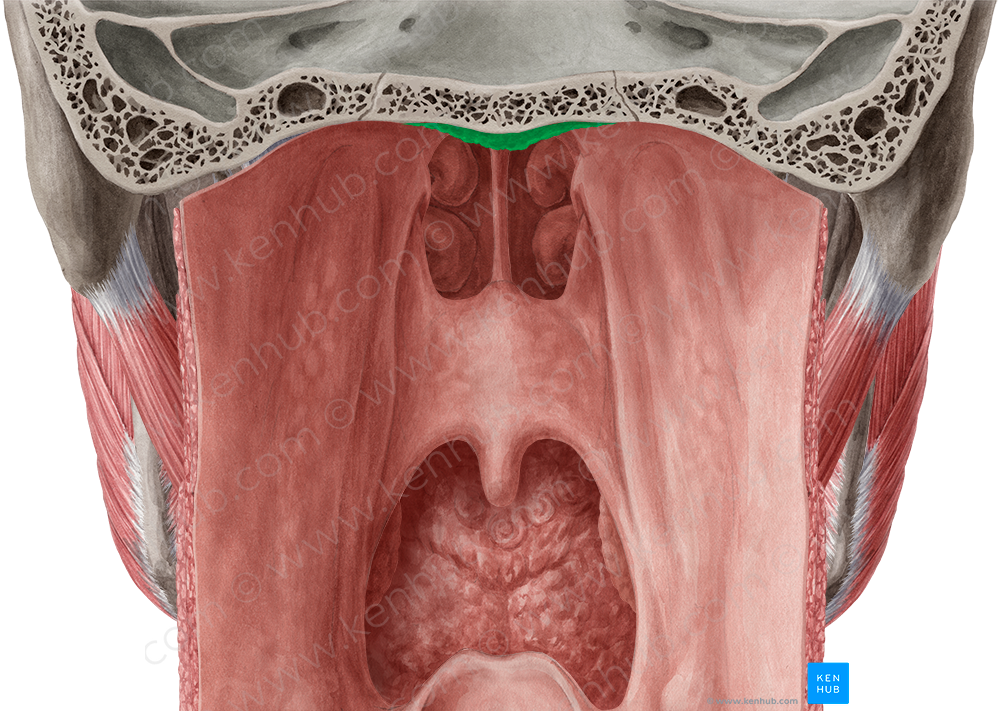 Pharyngeal tonsil (#9482)