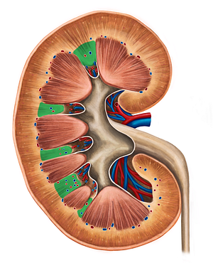 Renal columns (#2772)