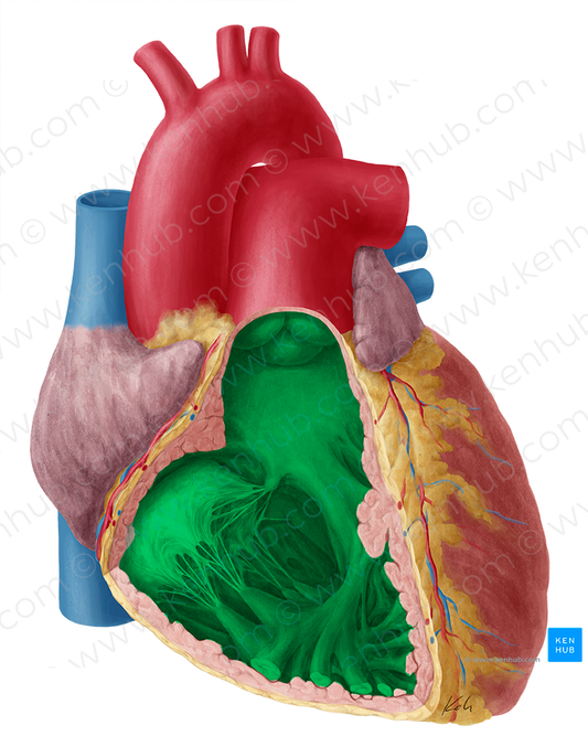 Right ventricle of heart (#10697)