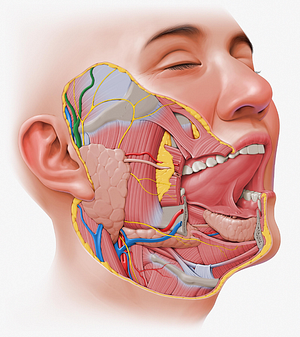 Superficial temporal artery (#1903)